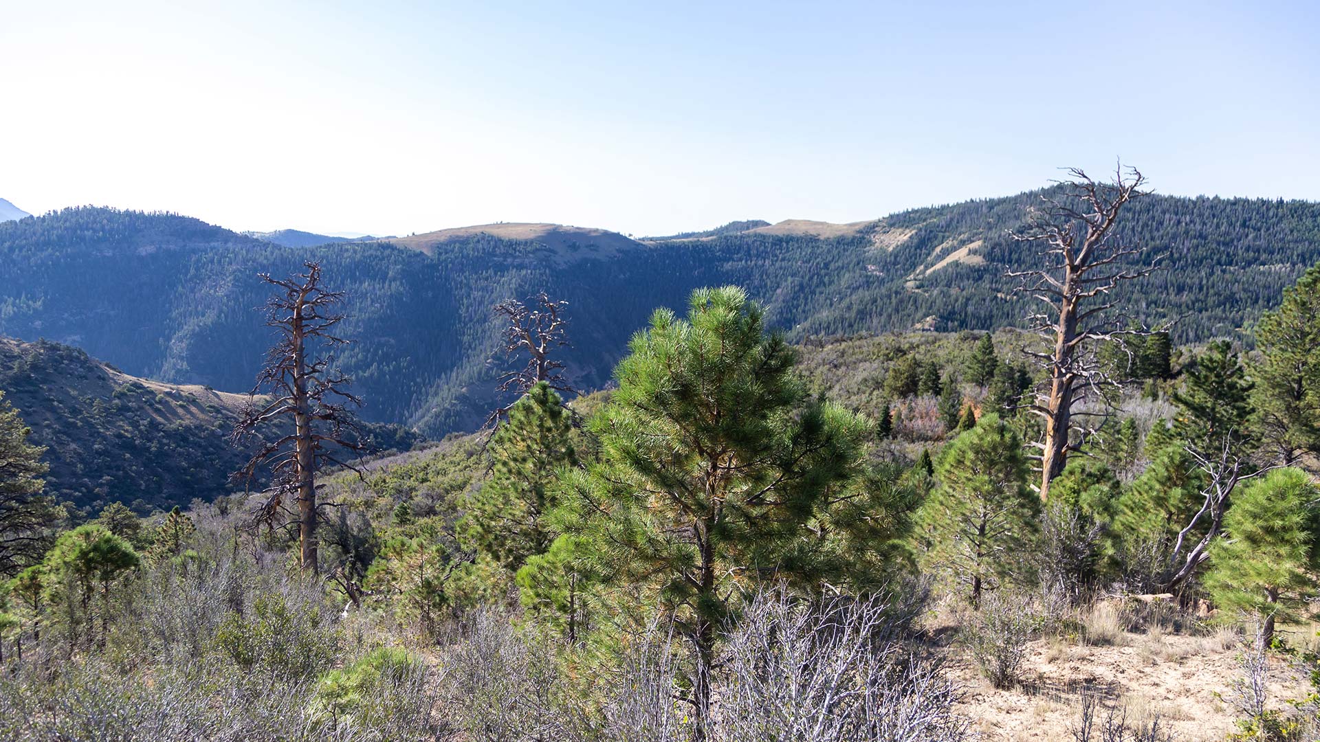 Panorama to illustrate dating in price